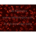 Rat Primary Placental Microvascular Endothelial Cells